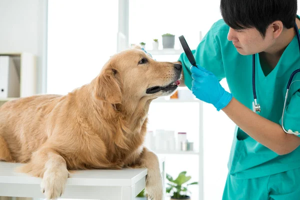 獣医は病院の診察室でゴールデンレトリバーの犬の目をチェックしています — ストック写真