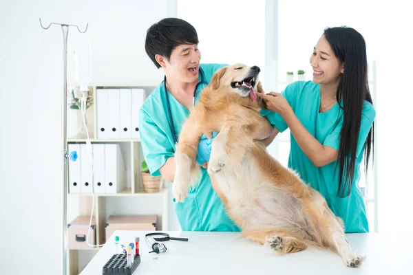 Ветеринар Який Носить Стетоскоп Шиї Носить Собаку Золотого Ретривера Щасливо — стокове фото