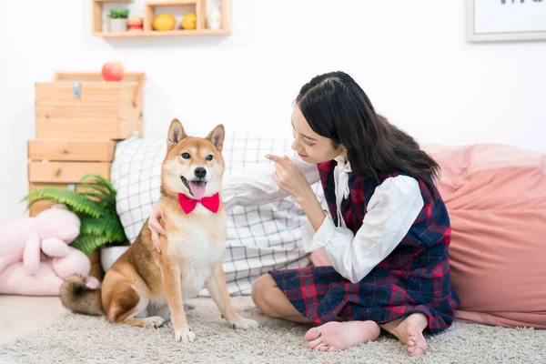アジアの女性たちは居間で犬を教えている 女の子の調教柴犬 — ストック写真