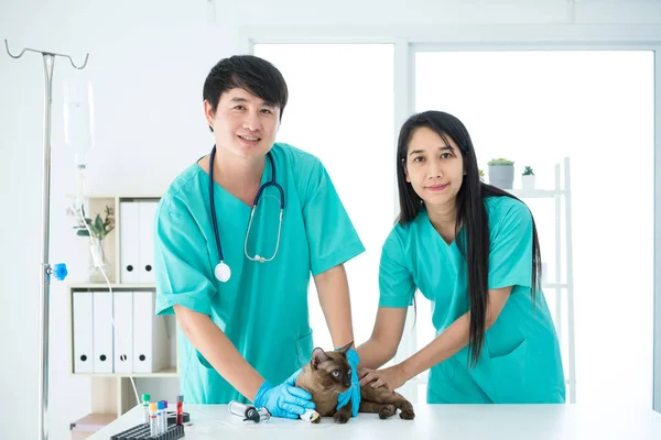 Veterinários Enfermeiras Estão Examinando Gatos Hospitais Estimação — Fotografia de Stock