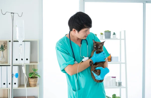 Veterinarias Enfermeras Examinan Gatos Hospitales Mascotas —  Fotos de Stock