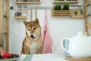 Shiba Inu köpekleri bir Japon mutfağında yemek masasında yemek bekliyor. Japon köpeği masada bir sandalyede oturuyor ve yemek için yalvarıyor..