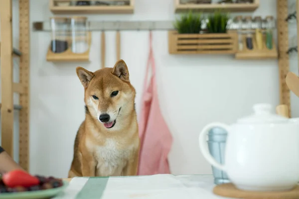 Shiba Inu Psi Čekají Jídlo Jídelním Stole Japonské Kuchyni Japonský — Stock fotografie