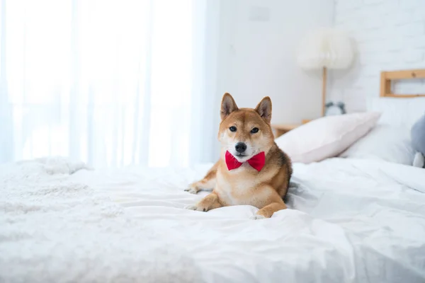 Shiba Inu köpeği beyaz bir yatak odasında yatakta yatıyor..