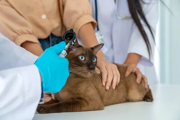 The veterinarian is examining the cat\'s health in the hospital treatment room.