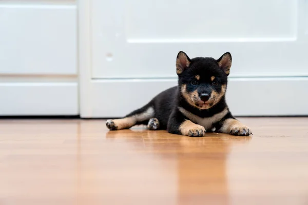Cachorro Shiba Inu Negro Marrón Acostado Habitación — Foto de Stock