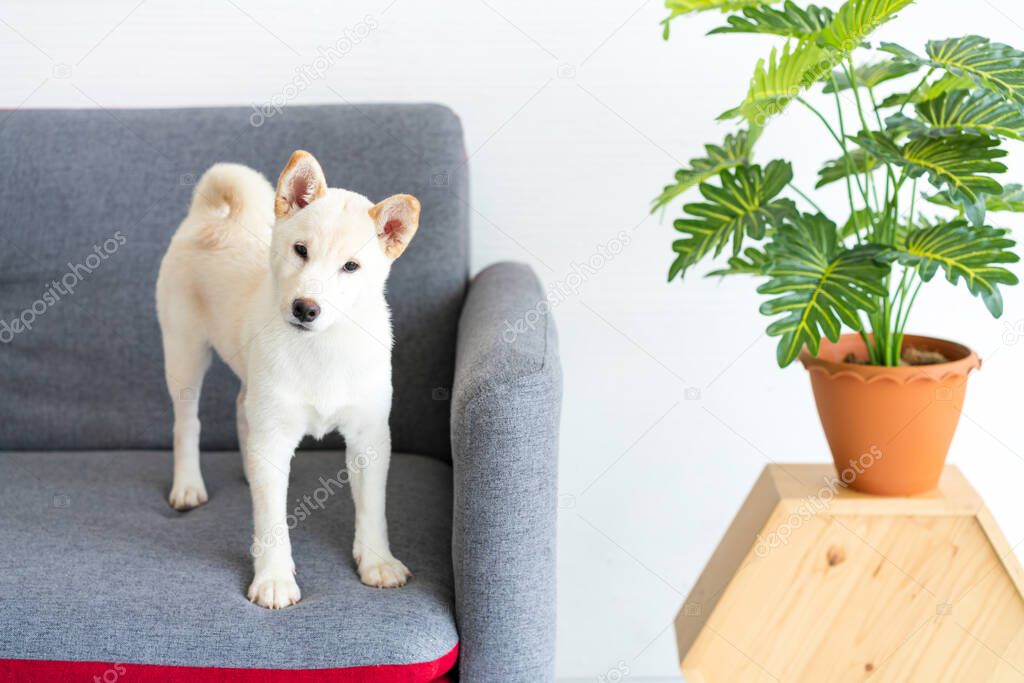 White Shiba Inu dog Or Hokkaido Inu dog Standing on the sofa in the living room.