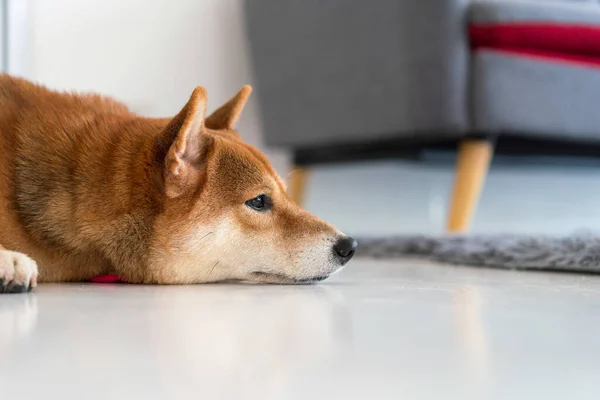 Shiba Inu Spí Obývacím Pokoji Šedé Pohovce Koberci — Stock fotografie