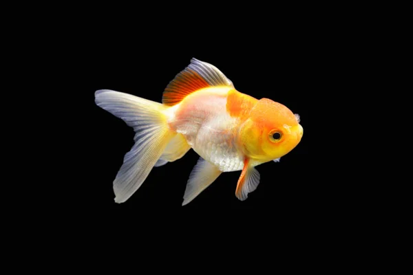 Zdjęcie Złotej Rybki Złota Rybka Odizolowana Czarnym Tle Goldenfish Izolowane — Zdjęcie stockowe