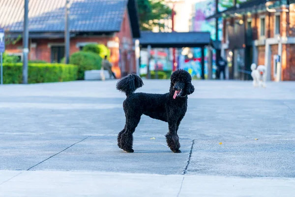 Caniche Standard Noir Est Debout Sur Une Aire Jeux Dans — Photo