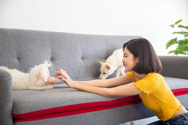 アジアの女性プレイとともに二匹の白い犬上の灰色のソファ — ストック写真