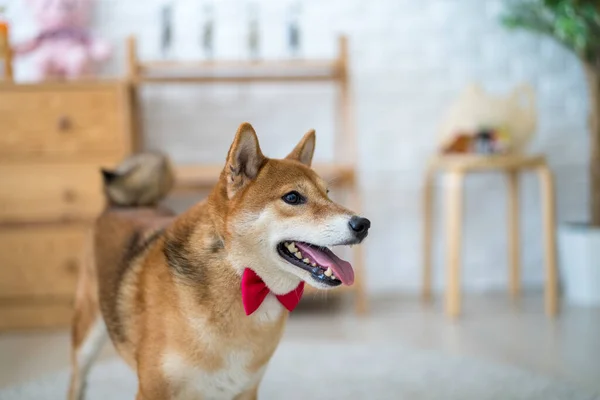 Shiba Inu Domě Zdobené Asijském Stylu — Stock fotografie