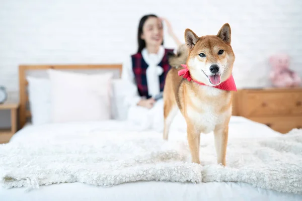 若いアジアの女性とベッドで芝犬 — ストック写真