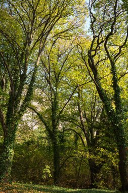 Erken Sonbahar Düşüşü Düşük Açı Görüş Ormanı 'nda yeşillikleri olan Yeşil Ağaçlar