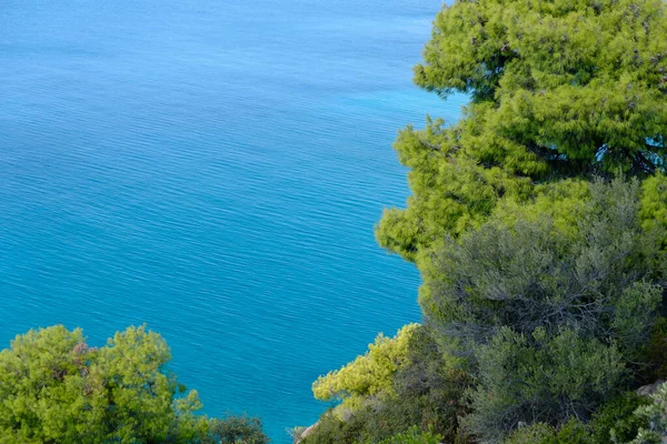 Üst turkuaz mavi su ve kopyalama alanı olan yeşil sarı ağaç manzarası