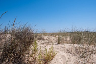 Kumsalda otlu kum tepeleri ve Beachgrass 'ın orta boy görüntüsü.