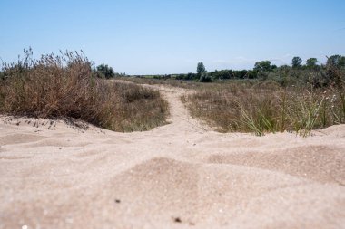 Yaz boyunca kumsalda alçak açılı kum tepecikleri.