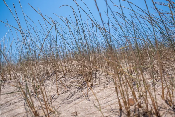 grass on the dunes sand on the beach , beachgrass with blue sky background