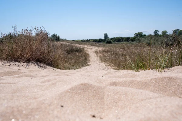 Yaz boyunca kumsalda alçak açılı kum tepecikleri.