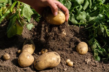 Erkek el kaldırma ve taze organik patatesi yaz aylarında topraktan çıkarma, patates hasadı sezonu konsepti
