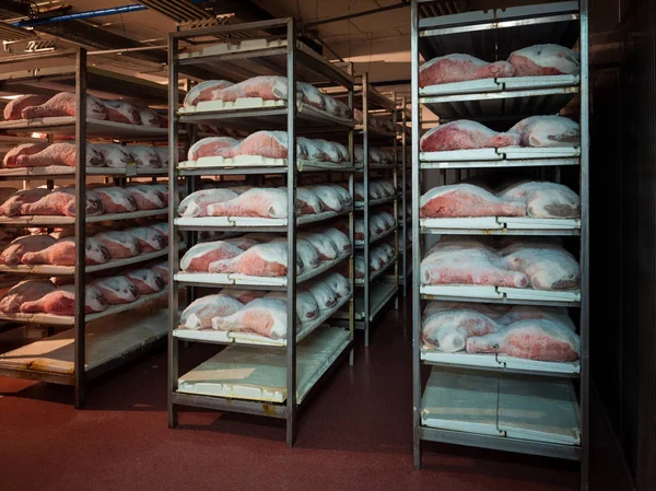 Cosce Prosciutto Durante Processo Salatura All Interno Una Cella Frigorifera — Foto Stock