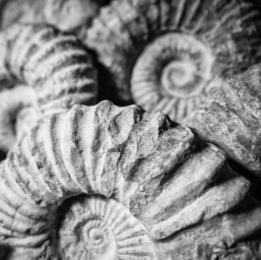 Milyon yıl önce bir Ammonit fosil detay.