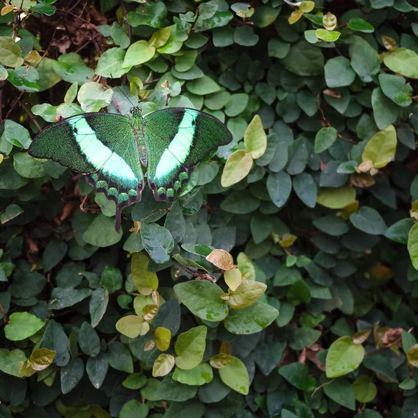 Green and white butterfly resting on a green bush.