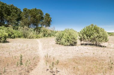 Çalılar ve çalılar kumsallarda Sardunya, İtalya'nın önde gelen yolları arasında oluşan tipik Akdeniz bitki örtüsü.