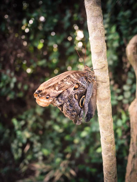 Papillon Brun Reposant Sur Une Branche Intérieur Forêt — Photo
