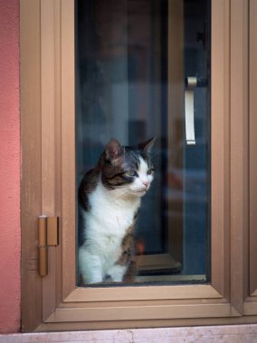 Cam üzerine eğilerek ve pencereden dışarı bakarak şirin gri ve beyaz kedi.