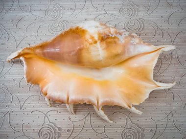 Bir ışık beyaz portakal kabuğu closeup üstten görünüm üzerinde bej tablo arka planı.