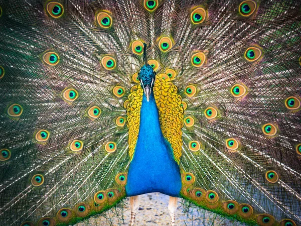 Peacock berwarna dan ekornya yang luar biasa . — Stok Foto