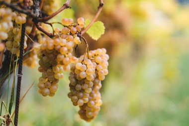 Üzüm İtalyan üzüm bağları hasat edilebilir hazır demet.