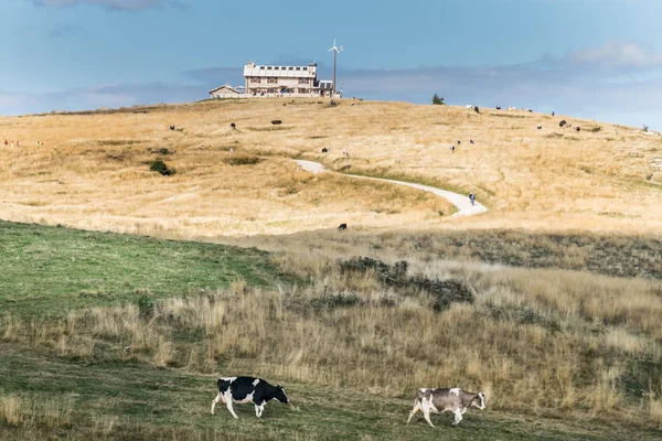 Panorama of an mountain retreat with grazing cows.