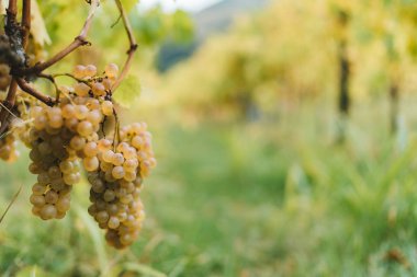 Üzüm İtalyan üzüm bağları hasat edilebilir hazır demet.