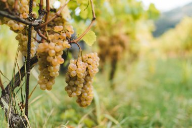 Üzüm İtalyan üzüm bağları hasat edilebilir hazır demet.