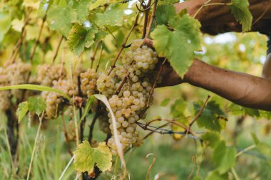 El yapımı üzümler vaktinden önce hasat Tuscan tepelerde detay.