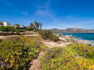 Tipik Akdeniz bitki örtüsü çalılar ve çalılar n oluşan
