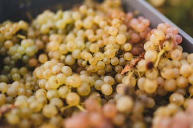 İtalyan tepelerde hasat.