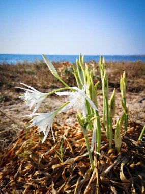 Deniz zambağı nın kökleri kuma batıyor. El değmemiş topraklar. Ba'da Deniz
