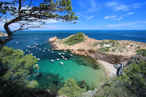 Eixugador 小さなビーチ コスタ ブラバ 地中海 カタルーニャ スペインの美しい村と ビーチ マグロ — ストック写真