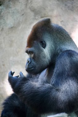 Kocaman gümüş sırtlı bir gorilin portresi. Bu inanılmaz primat sadece Ruanda ve Uganda 'da bulunabilir..