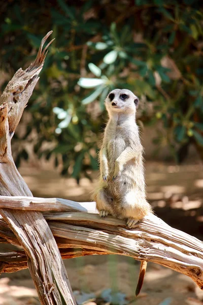 외로운 Meerkat Potencial 위험을 거리에 몽구스 포유류만 있습니다 보츠와나 나미비아 — 스톡 사진