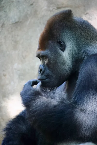 Retrato Enorme Gorila Prateado Este Incrível Primata Pode Ser Encontrado — Fotografia de Stock