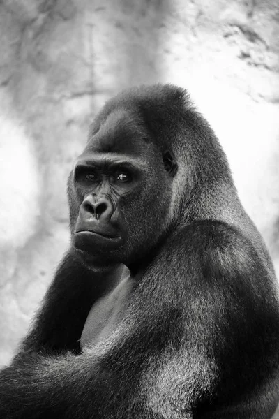 Portret Wielkiego Goryla Ten Niesamowity Naczelny Można Znaleźć Tylko Rwandzie — Zdjęcie stockowe