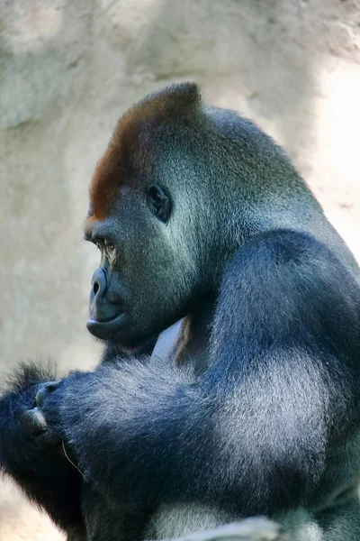 Retrato Enorme Gorila Plateado Este Asombroso Primate Solo Puede Encontrar —  Fotos de Stock