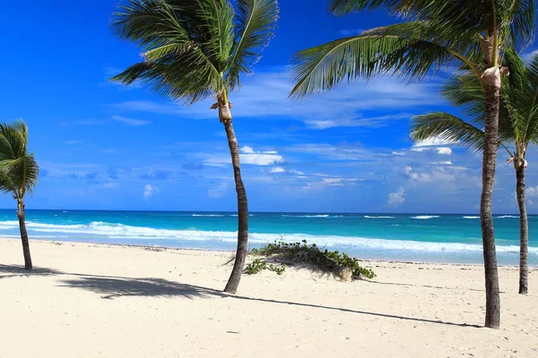 View Lonely Palm Trees White Sand Beach Punta Cana Dominican — Stock Photo, Image