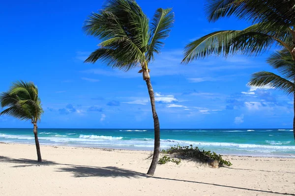 View Lonely Palm Trees White Sand Beach Punta Cana Dominican — Stock Photo, Image