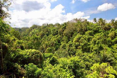 Geniş Endonezya orman Campuhan Ridge Walk, yakındaki şaşırtıcı pirinç tarlaları nedeniyle en iyi bilinen Ubud trek, Ubud, Bali izlendi. 