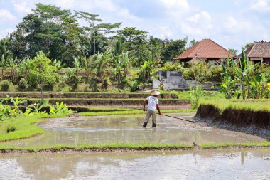 Ubud, Bali, Endonezya - 7 Ağustos 2019: Campuhan sırt yürüyüşüne yakın pirinç tarlalarında çalışan yalnız bir çiftçi. Yılın her günü binlerce turist bu terasları ziyaret ediyor..